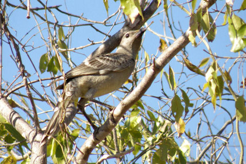 Great Bowerbird (Ptilonorhynchus nuchalis)